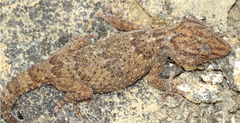 Chondrodactylus fitzsimonsi