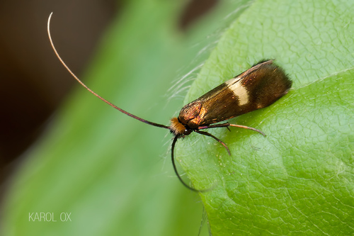 adéla dvojfarebná (Cauchas leucocerella)