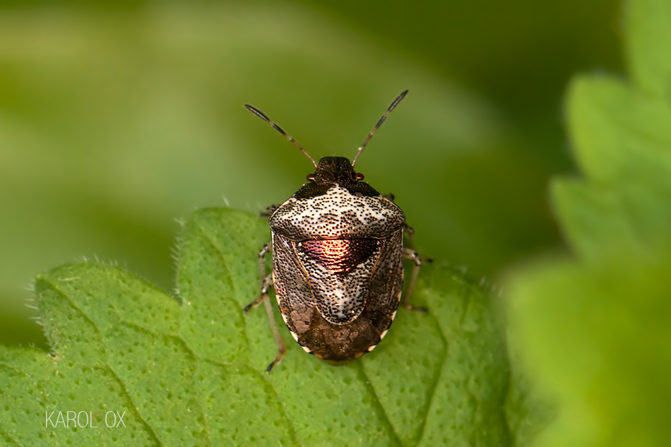 Woundwort Shield Bug