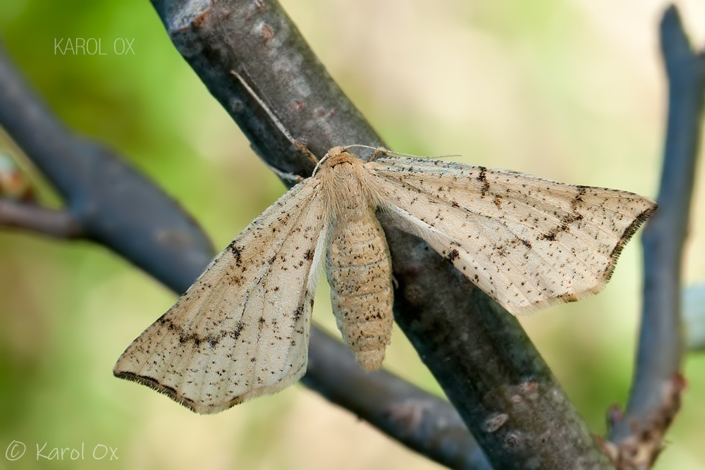 Hypoxystis pluviaria