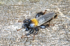 Laphria ephippium