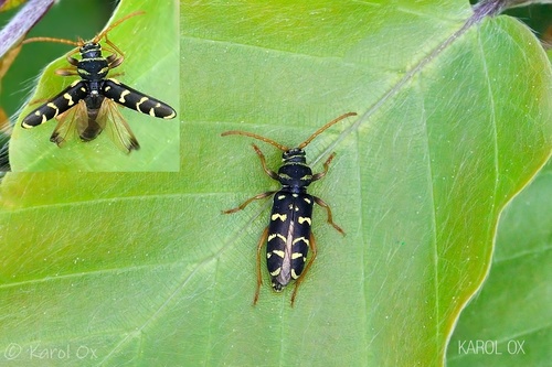 fuzáč dubový (Plagionotus arcuatus)