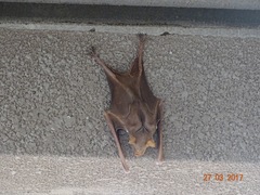 Macronycteris vittatus