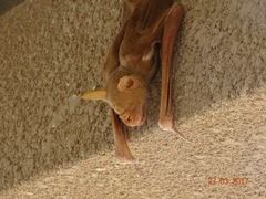 Macronycteris vittatus