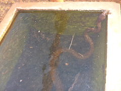 Liasis olivaceus barroni