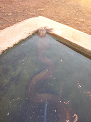 Liasis olivaceus barroni