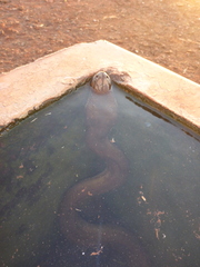 Liasis olivaceus barroni