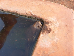 Liasis olivaceus barroni