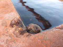 Liasis olivaceus barroni