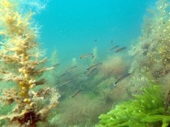 Trachinops caudimaculatus