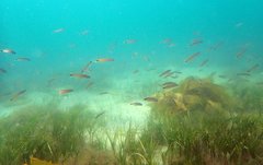 Trachinops caudimaculatus