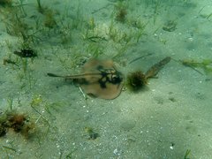 Urolophus cruciatus