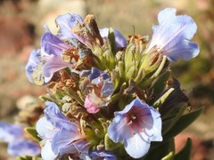 Lobostemon argenteus