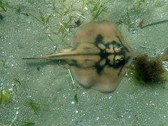 Urolophus cruciatus