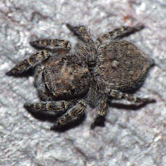 Langelurillus namibicus