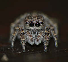 Langelurillus namibicus