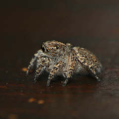 Langelurillus namibicus