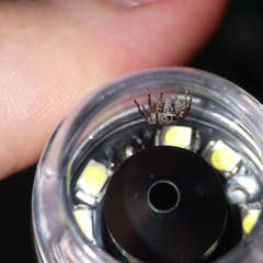 Langelurillus namibicus