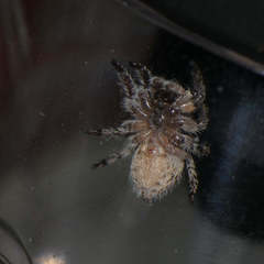 Langelurillus namibicus