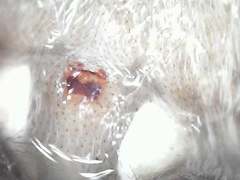 Langelurillus namibicus