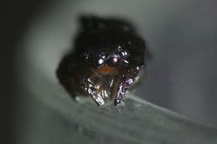 Langelurillus namibicus