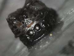 Langelurillus namibicus