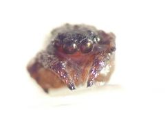 Langelurillus namibicus