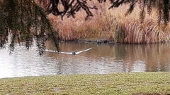 Fulica atra