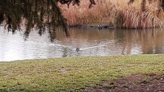 Fulica atra