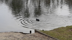 Fulica atra