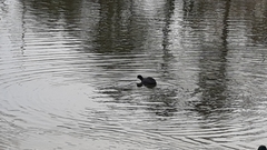 Fulica atra