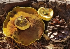 Buchwaldoboletus