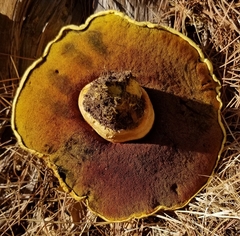 Buchwaldoboletus