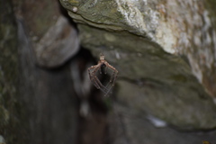 Heteropoda conwayensis
