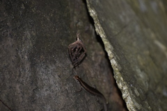 Heteropoda conwayensis