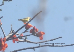 Eremomela pusilla