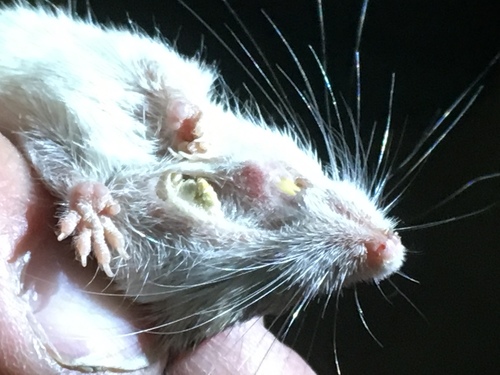 iNaturalist observation photo of Coarse-haired Pocket Mice