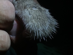 Chaetodipus