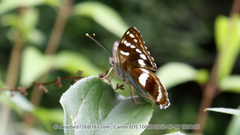 Limenitis moltrechti