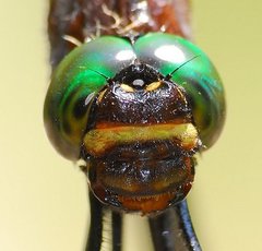 Macromia margarita