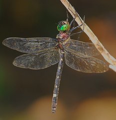 Macromia margarita