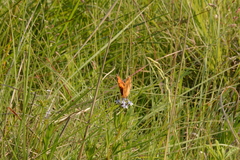 Catacroptera cloanthe cloanthe