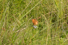 Catacroptera cloanthe cloanthe