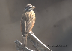 Emberiza goslingi