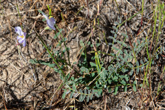 Swainsona procumbens