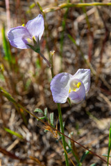 Swainsona procumbens