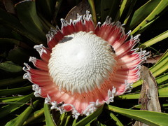 Protea cryophila