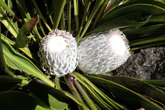 Protea cryophila