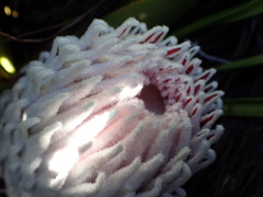 Protea cryophila