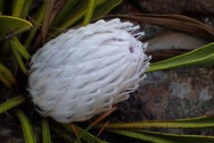 Protea cryophila